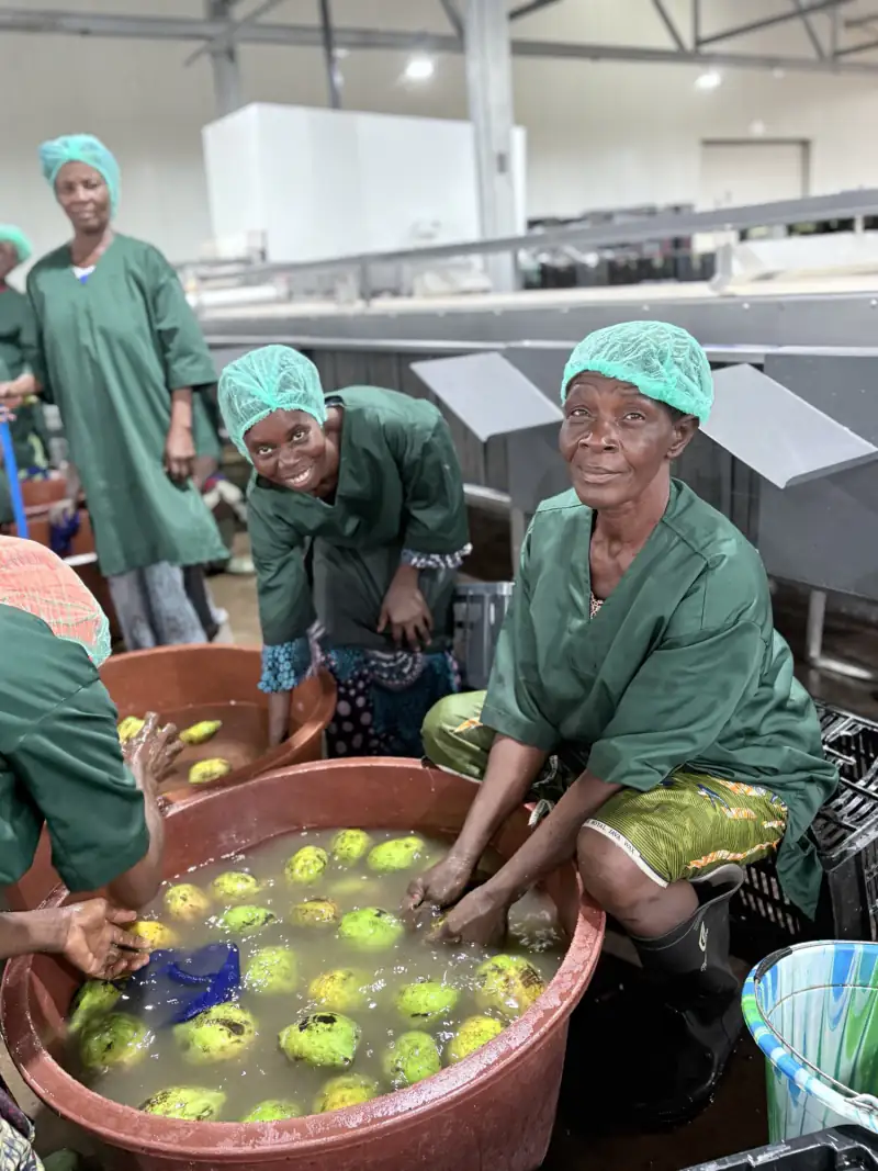 Women in green overalls and hairnets washing fruit in large tubs on a processing floor, smiling at the camera