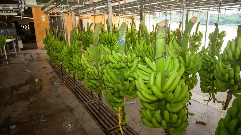Bunches of green bananas hanging from a rail in a packhouse, Angola