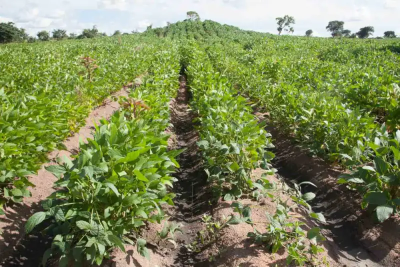Rows of young bean plants on a farm, Angola