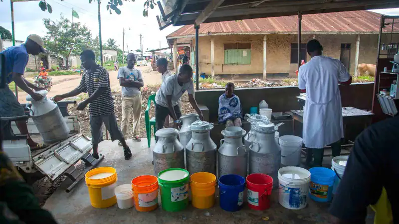 Farmers bring milk in cans and buckets to a village milk collection point