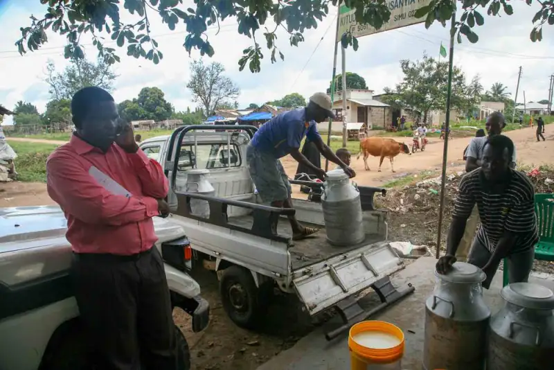 Milk cans are loaded onto a pickup truck at a roadside collection point
