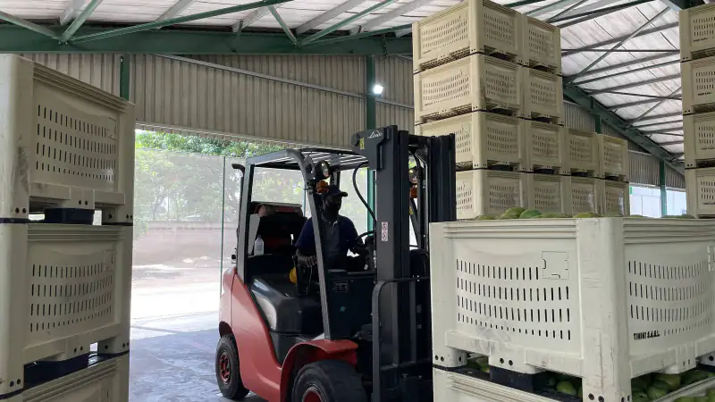 A forklift moves stacked crates of fresh mangoes in a processing plant, Burkina Faso