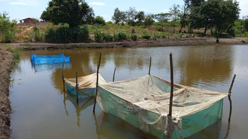 Net cages in a farm fish pond, Malawi