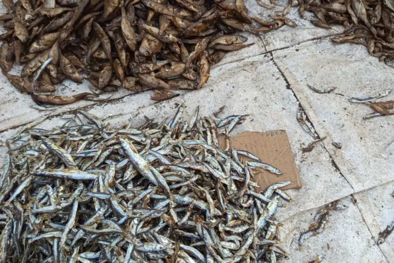 Small dried fish laid out for sale, Malawi