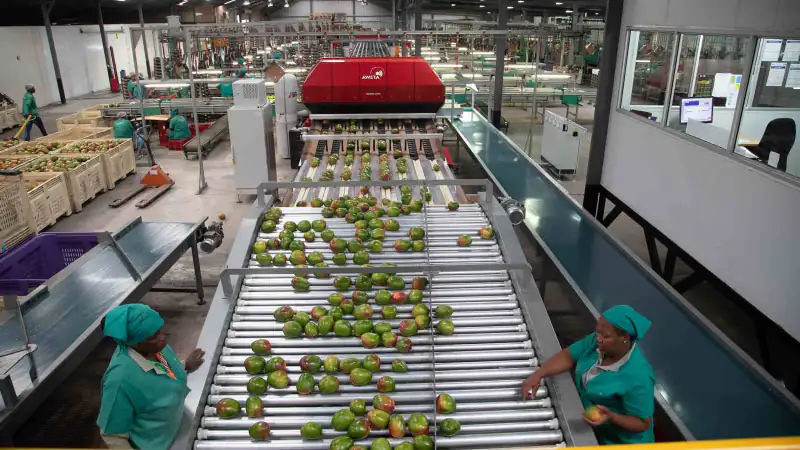 Workers in uniform sort fresh mangoes on a packing line, Burkina Faso