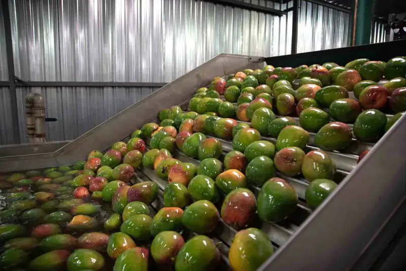 Fresh mangoes moving up a washing line in a processing plant, Burkina Faso
