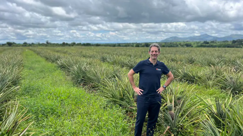 A Sense consultant standing in a large pineapple field, Benin