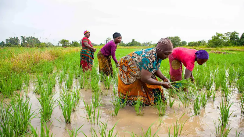 Women transplanting rice seedlings in a flooded field