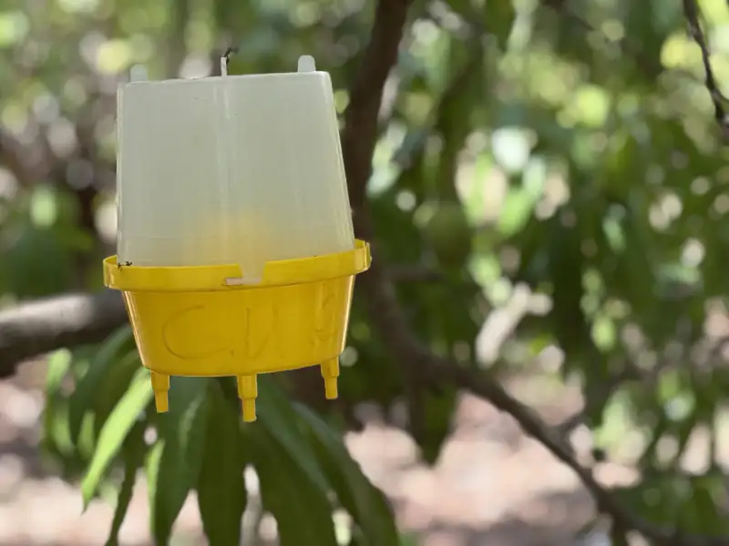 A yellow and white fruit fly trap hanging from a branch in an orchard
