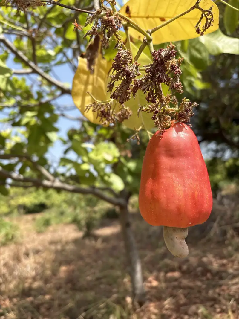 A ripe red cashew apple with its nut still attached, hanging from a branch