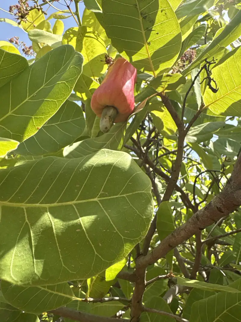 A ripe red cashew apple with its nut, hanging among large green leaves