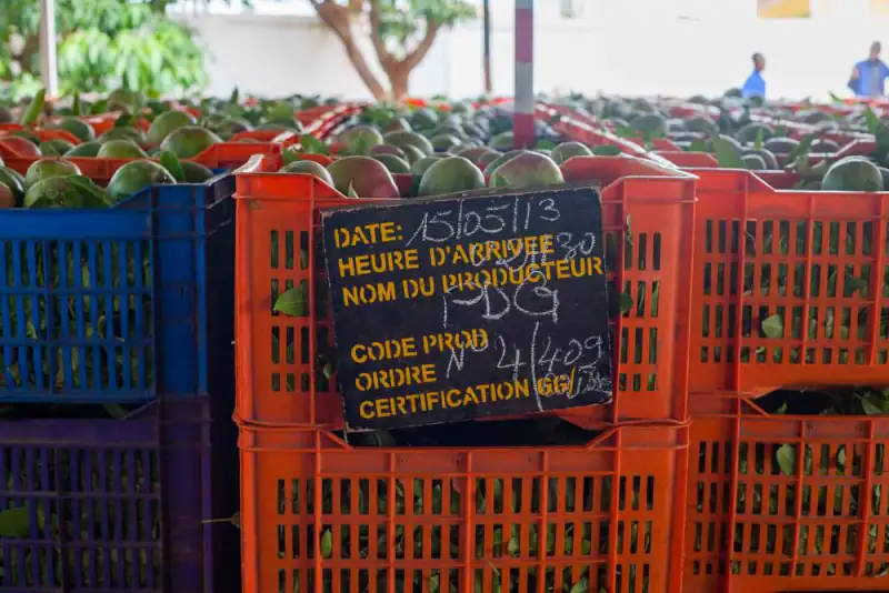 Crates of export mangoes, each labelled with the date, producer and certification code
