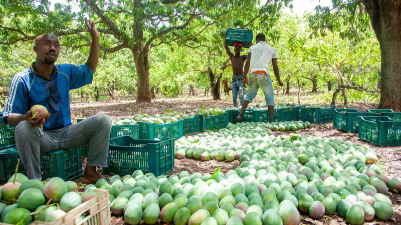 Workers sort freshly picked mangoes into crates under the orchard trees